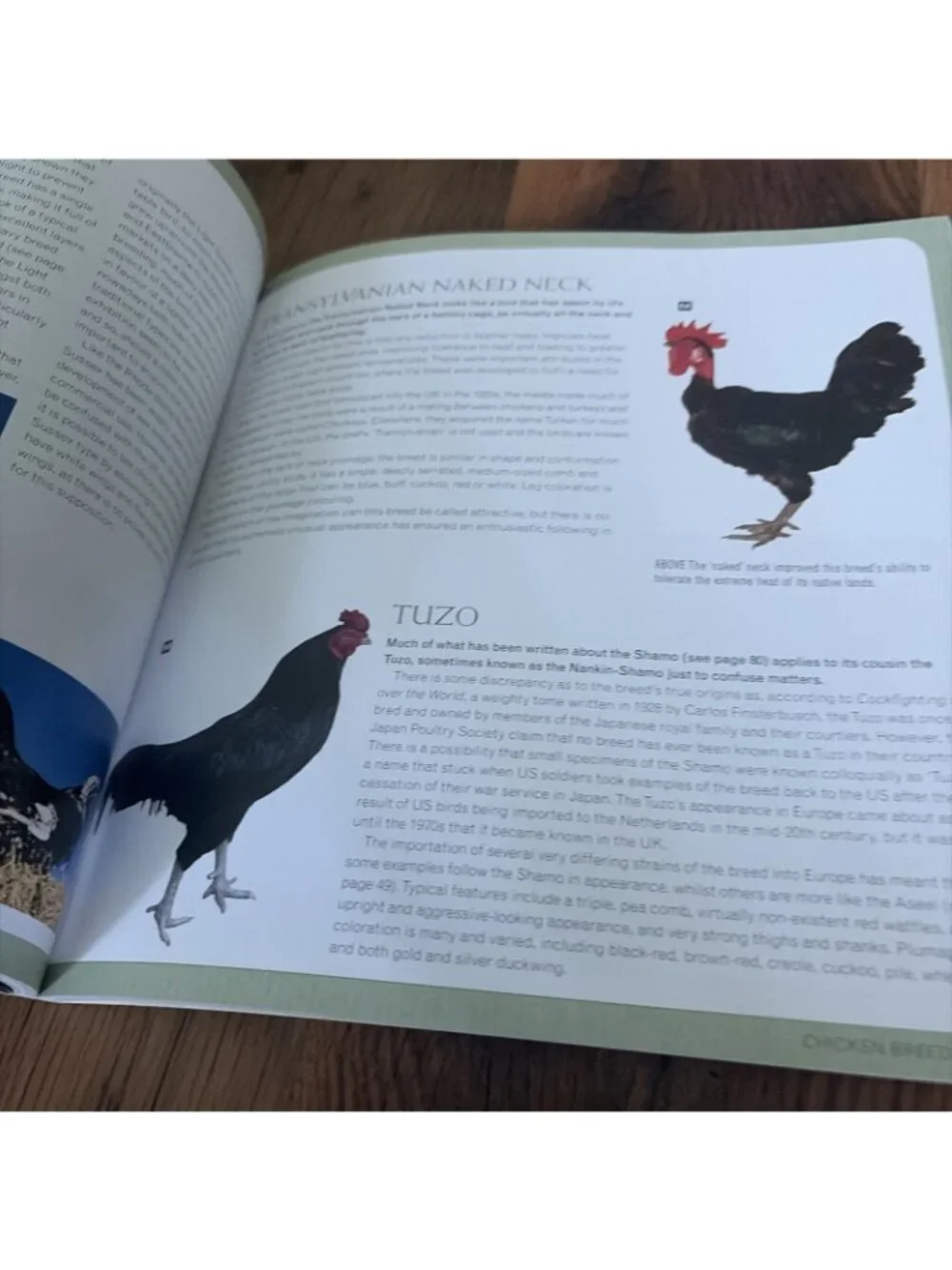 Keeping Chickens : Getting the Best from Your Chickens by Jeremy Hobson and...